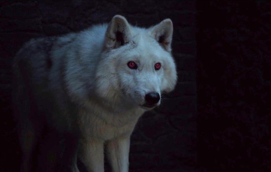 DNA分析显示，《权利的游戏》中的“冰原狼”，其实不是“狼”