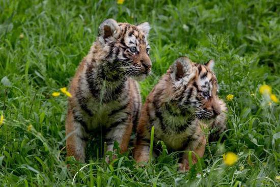 沈阳森林动物园举办四胞胎东北虎宝宝组合征名活动