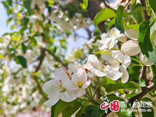 青岛胶州市铺集镇：百亩苹果花盛开美景如画邀你来看
