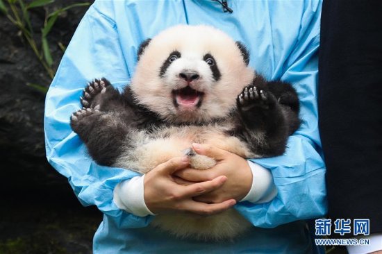 比利时出生的大熊猫<em>双胞胎取名</em>“宝弟”“宝妹”