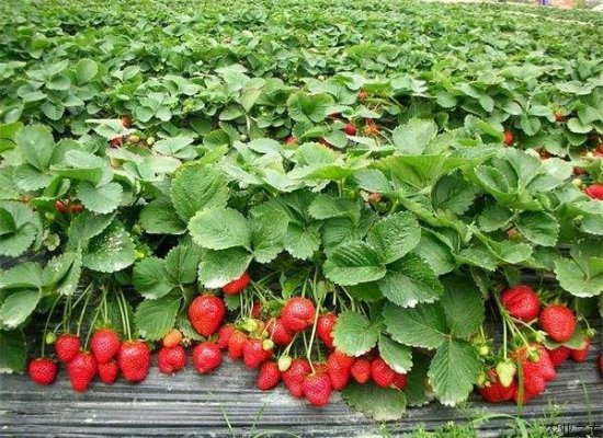 <em>露天草莓</em>几月份种植？怎么管理才能种出高产<em>草莓</em>？