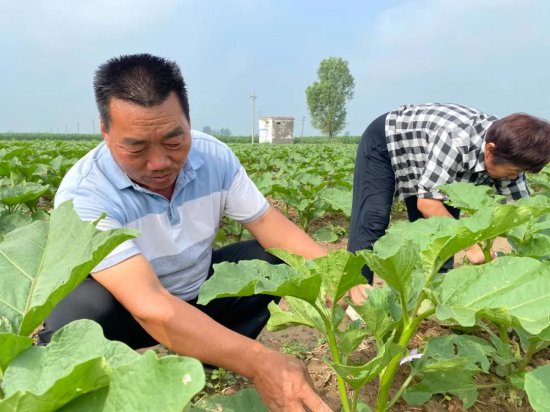农技专家助力增产增收 河南新乡延津县有块“支书示范田”