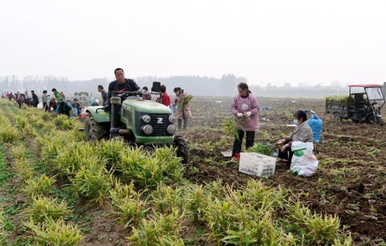 全国名特优新农产品沁阳怀姜 今冬丰收在即助农增收