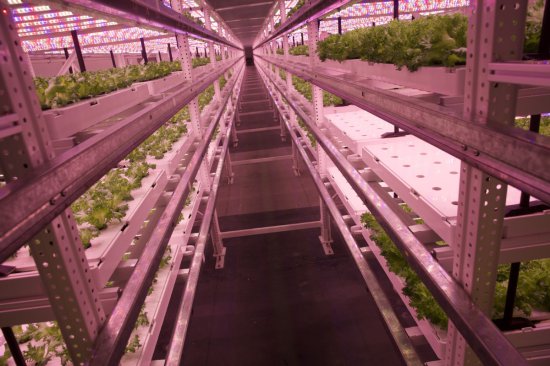 全球最大的LED<em>植物</em>工厂 日产<em>绿色蔬菜</em>1.8吨！