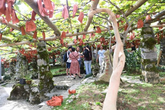 建始花坪：百年“关口葡萄王”树成网红打卡地