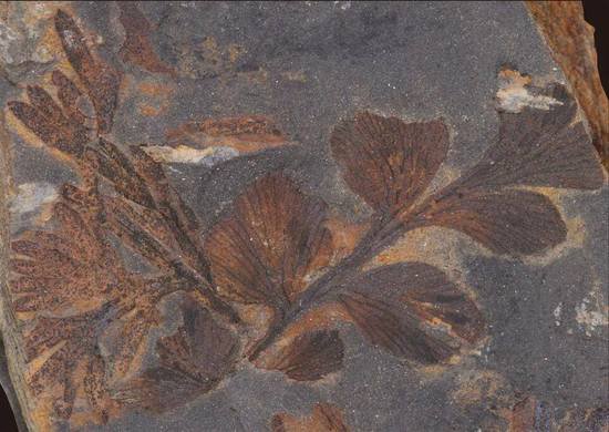 <em>十堰</em>发现3亿多年前古植物化石群 属<em>湖北省</em>首次发现