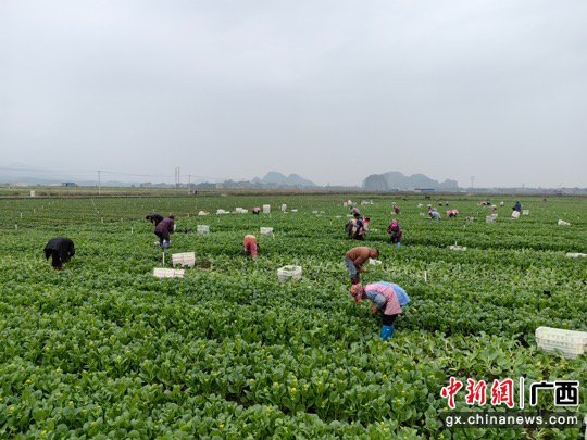 贺州市八步区：人勤春早 蔬菜采收忙