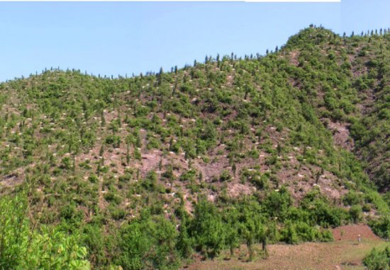北京治理风沙源：将封山育林25万亩