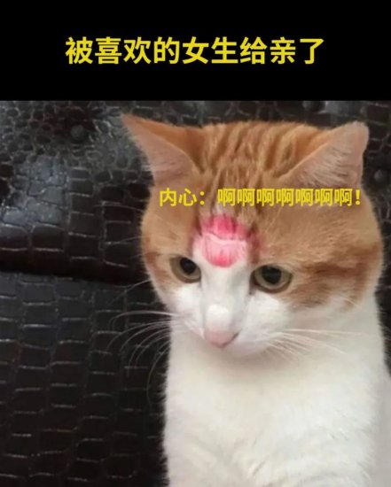 28张爆笑猫咪meme图，<em>笑死人</em>不偿命！！！