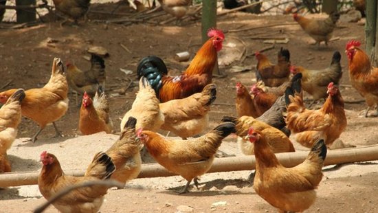 在农村，为什么母鸡学<em>公鸡半夜打鸣</em>，就会被杀掉？有道理吗？