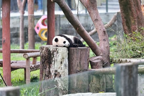 重庆：大熊猫展现花式睡姿