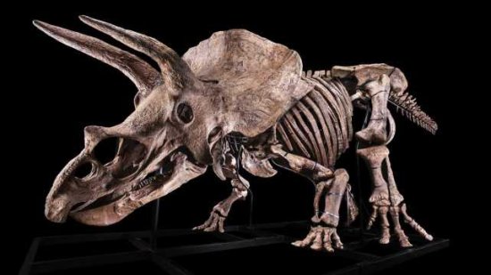 <em>世界上</em>最大三角龙化石“大约翰”将被拍卖