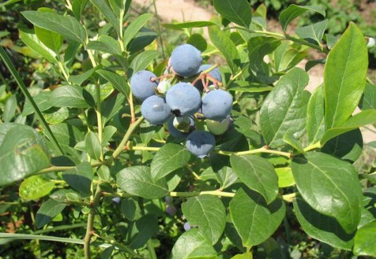 <em>野生蓝莓</em>也叫森林<em>蓝莓</em>，果实营养价值极高，是非常罕见的珍稀...