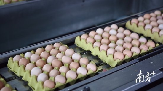 产量占全市八成以上！从化一季度禽蛋产量增长129％