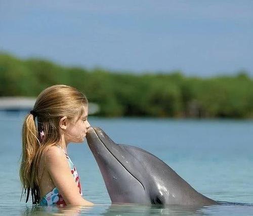 海豚为什么喜欢人类，听完专家们的解释，<em>原来</em>眼中的人类<em>长</em>这样