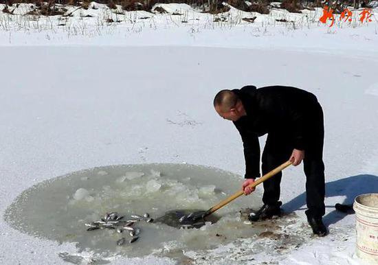 这个哈尔滨人在自家鱼塘凿冰窟窿<em>给鸟</em>“开饭”，一喂就是28年