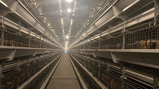 乌鲁木齐市米东区：百万贴息贷款助力蛋鸡养殖智能化生产