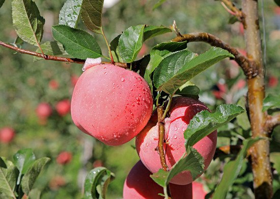 阿坝州茂县：党建“红”引领苹果产业“红” 带动群众增收致富