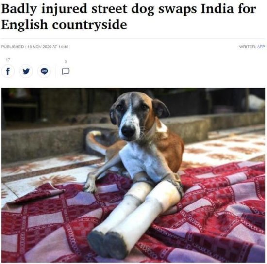 印度流浪狗遭火车碾压后截肢 赴英国展开新生活