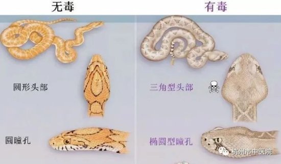 家里看到蛇“突然想逗一逗它”？杭州23岁男子春节假期<em>被</em>毒蛇咬