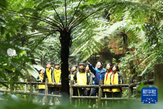 走进中国的“侏罗纪公园”：贵州赤水桫椤国家级自然保护区