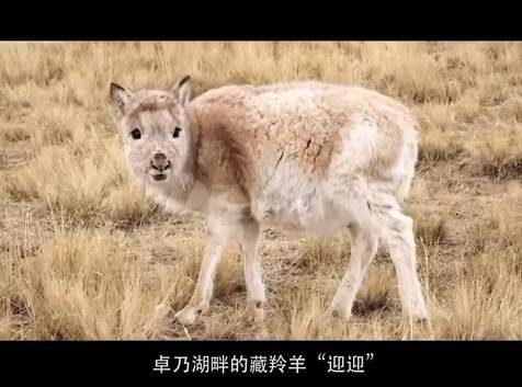 可可西里300多只藏羚羊重回<em>自然</em> 听听一个小藏羚羊<em>的心声</em>