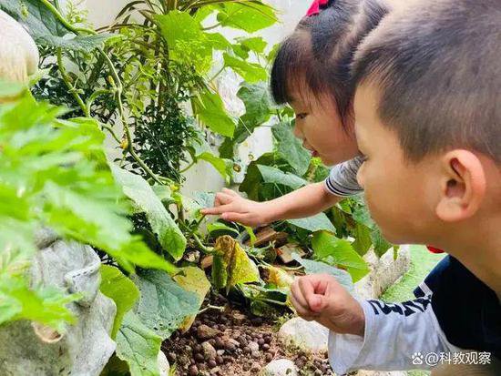 深圳的幼儿园适合<em>种植哪些</em>植物？