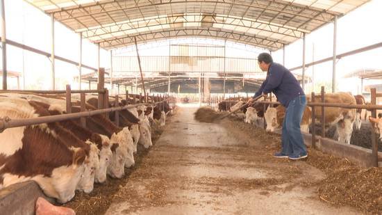 “犇”向致富路 ——<em>淮北市</em>肉牛产业高质量发展奏响“新牧歌”