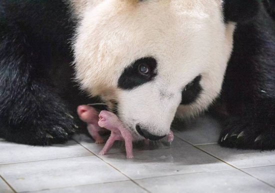 旅韩大熊猫“华妮”喜诞双胞胎