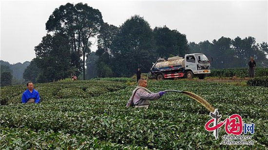雅安名山区：提升耕地质量 提高茶叶品质 中峰镇绿色种养循环农业...