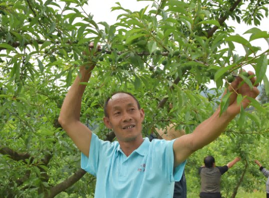 重庆巫山：脆李即将上市 果农疏梢疏果提品质