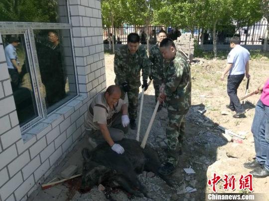 黑龙江两头野猪闯进学校和居民区<em>被警方击毙</em>