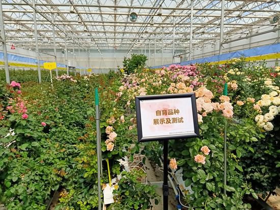 76个月季<em>新品种</em>集中亮相 助力云南花卉产业高质量发展