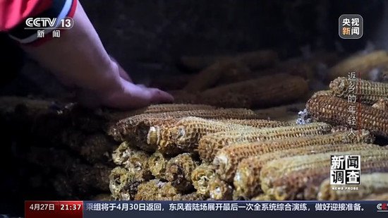 新闻调查丨玉米芯也能种蘑菇 这届返乡创业90后“整活”了