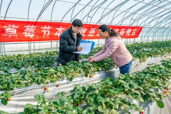 南京溧水：小小<em>草莓</em>推动现代农业全产业链标准化