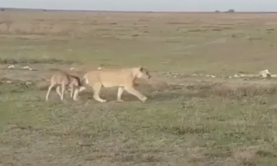 坦桑尼亚一头母狮疑似带领落单的角<em>马宝宝</em>回角马群