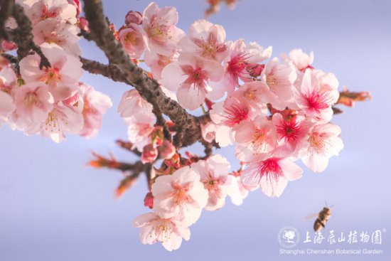 上海辰山植物园梅花迎最佳观赏期 各种早樱蓄势待发