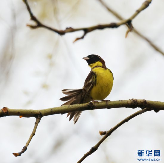 云南迪庆：鸟类分布达454种