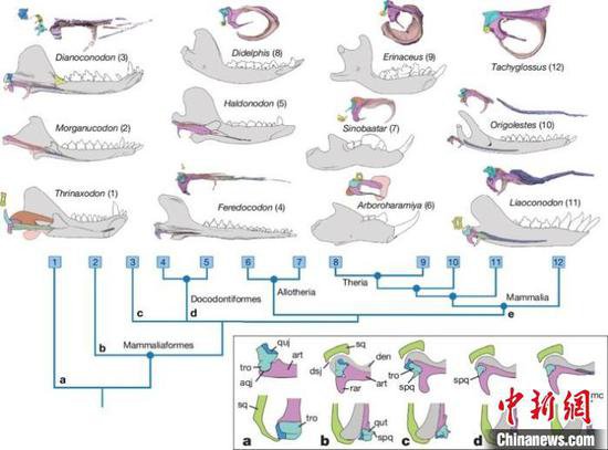 早期哺乳<em>动物</em>牙、耳如何<em>演化</em>？中国侏罗纪化石最新研究揭秘