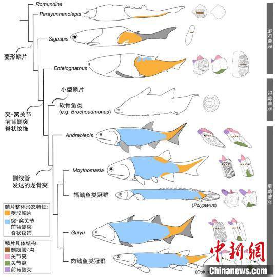 4.25亿年前神奇古鱼最新研究：为“从鱼到人”<em>演化</em>提供更多关键...