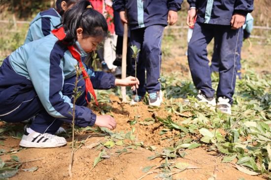屯溪区各学校开展植树节活动