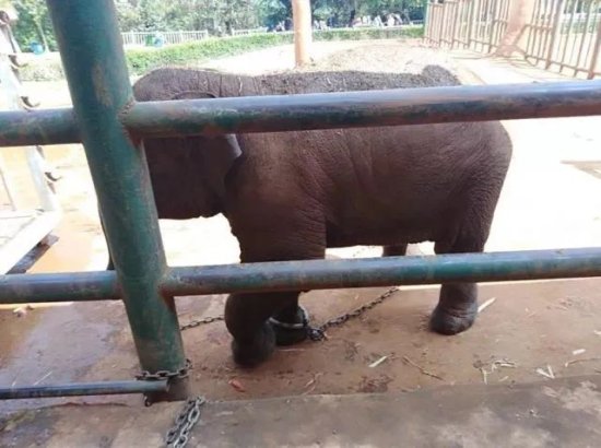 小象莫莉和母象莫坡 两代中国亚洲象的命运