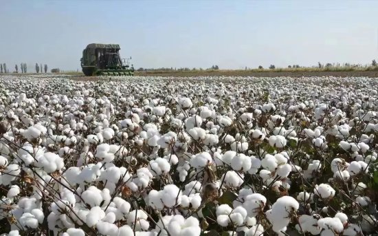 新疆籽棉收购价全线走高！棉花后市怎么走？