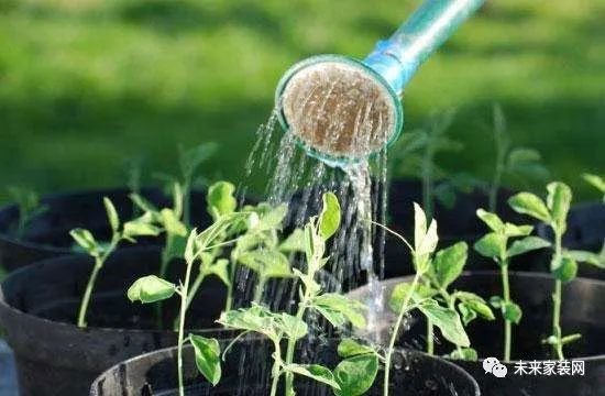 盆栽植物浇水你真的会吗？花农总结的植物浇水经验！