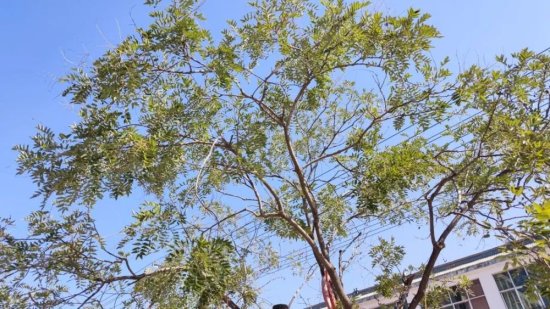 <em>睢宁</em>1113棵古树名木，最年长有649岁！