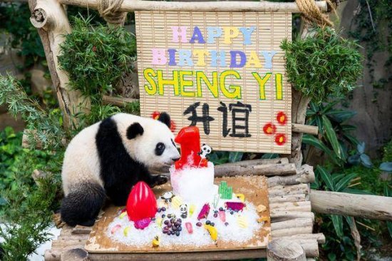 中国”旅居”马来西亚大熊猫幼崽“升谊”喜迎周岁生日