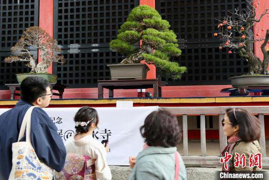 纪念中日和平友好条约缔结45周年<em>盆栽</em>展览活动在京都清水寺举办