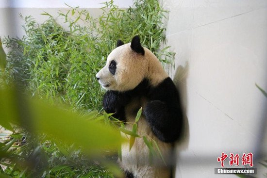 旅韩大熊猫“福宝”入住新家 状态良好