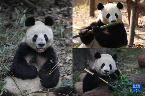 揭秘“蓉宝”身边的“功夫熊猫”家族