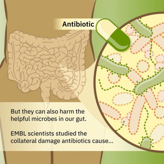 科学家研究并设法应对抗生素导致的菌群失调对健康带来<em>的副作用</em>